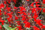Salvia coccinea Forest Flame